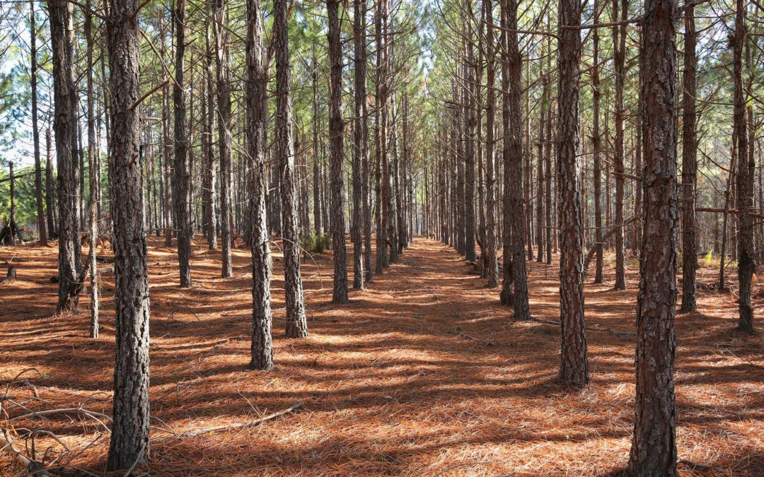 The Benefits of Forestry Mulching in Northern Virginia